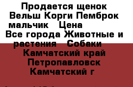 Продается щенок Вельш Корги Пемброк мальчик › Цена ­ 65 000 - Все города Животные и растения » Собаки   . Камчатский край,Петропавловск-Камчатский г.
